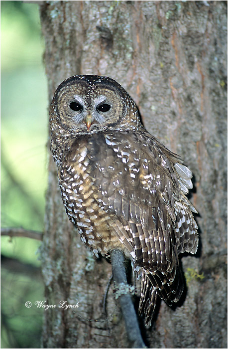 Northern Spotted Owl 107  by Dr. Wayne Lynch &copy;
